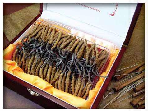 忻城冬虫夏草回收